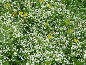 Asperula tinctoria